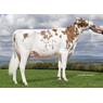 /static/uploads/pictures/mini/10052335_2_Sherdon Manana Elin Red 2 VG86 (Sister).jpg